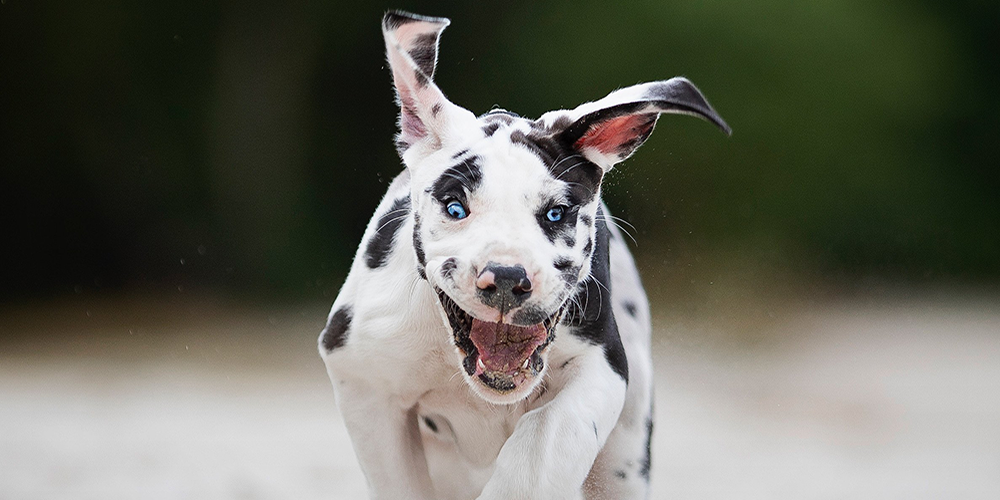 Playtime