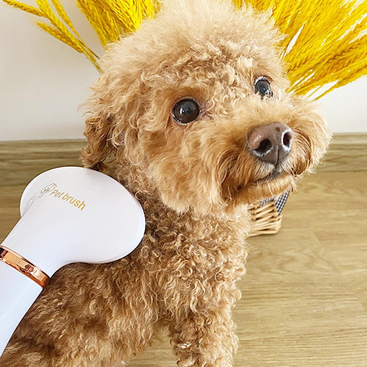 Dry Coat - 2 in 1 Hair Drying Pet Brush