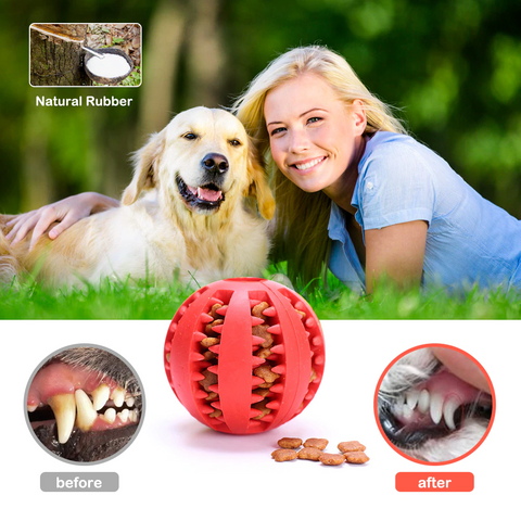 Teeth Cleaning + Fun Chew Ball